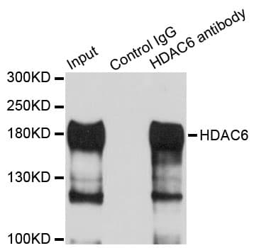 HDAC6 Antibody