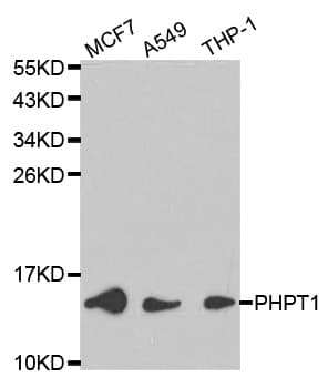 PHPT1 Antibody