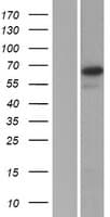SP2 Protein (Over-Expression Lysate Myc-DDK (Flag))