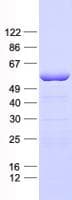 Human SHMT / SHMT2 Protein (Recombinant His, N-Terminal)