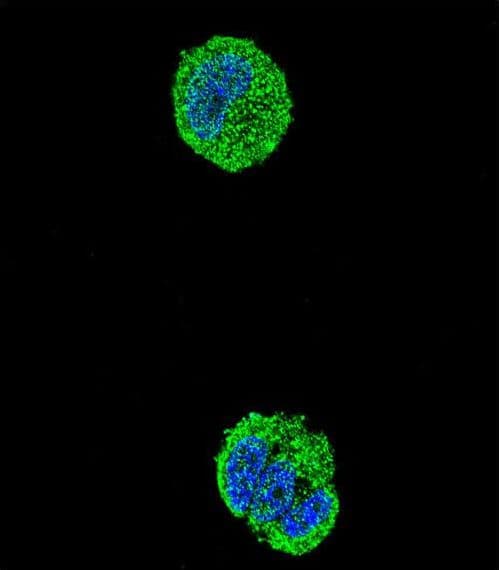 ETS1 / ETS-1 Antibody (aa43-70)