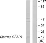 CASP7 / Caspase 7 Antibody (aa180-229)