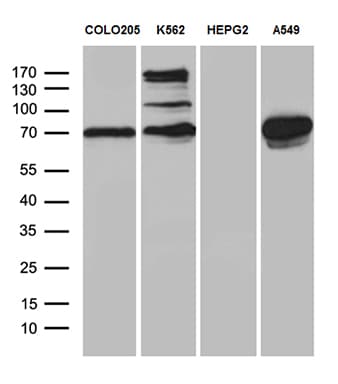 SEC23B Antibody (aa392-641, clone OTI6E8, Carrier-free)