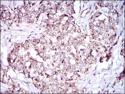 PON1 / ESA Antibody (aa1-200, clone 4G8D3)