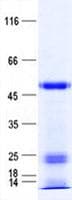 Human MAPK9 / JNK2 Protein (Recombinant His, N-Terminal)