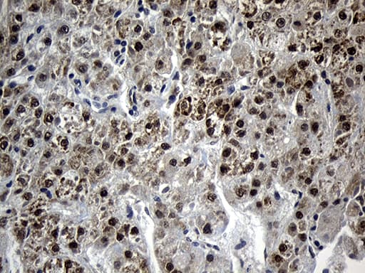 Monoclonal Mouse anti-Human AGPAT9 / MAG1 Antibody (clone OTI1D11, Carrier-free, aa41-131, IHC, WB)