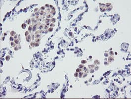MRPS27 Antibody (aa151-414, clone OTI1A2)