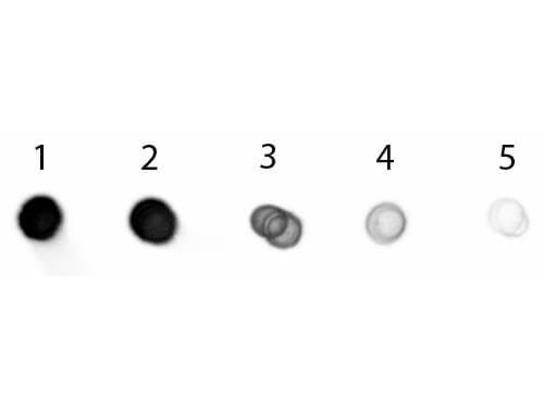 Polyclonal Goat Anti-Pig IgG Secondary Antibody (AP, IHC, WB)