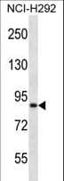 IHC-plus™ ANKS1B Antibody (aa570-599)