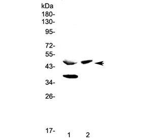 Polyclonal Rabbit anti-Mouse CPA1 / Carboxypeptidase A Antibody (WB)