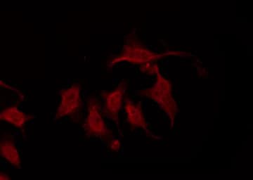 CHRM2 / M2 Antibody