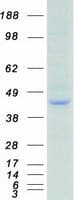 Human GNAQ Protein (Recombinant Myc-DDK (Flag))
