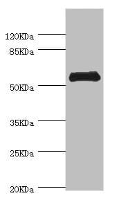 CHIA / Amcase Antibody