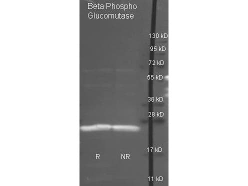 Polyclonal Goat anti-Lactococcus lactis Beta-Phosphoglucomutase Antibody (Liquid, Biotin, WB)