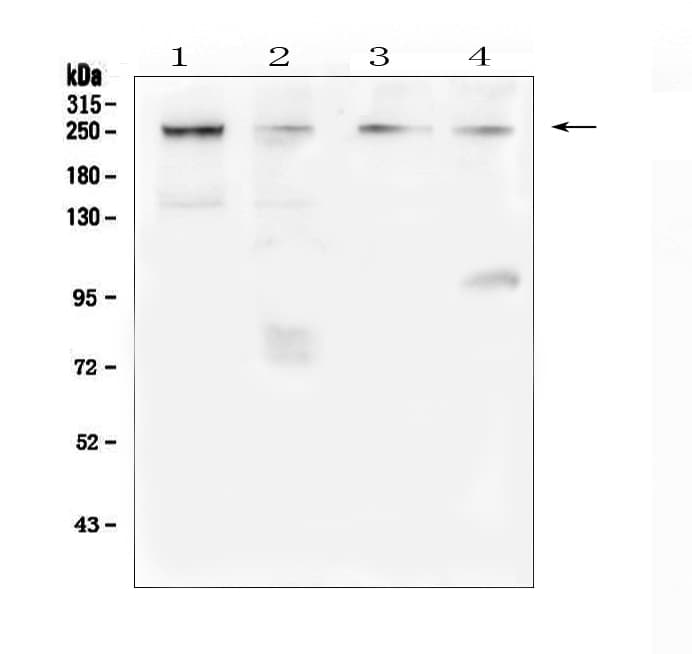Polyclonal Rabbit anti-Human TRPM7 Antibody (WB)