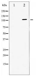 Polyclonal Rabbit anti-Human ATPase Antibody (IHC, IF, WB)