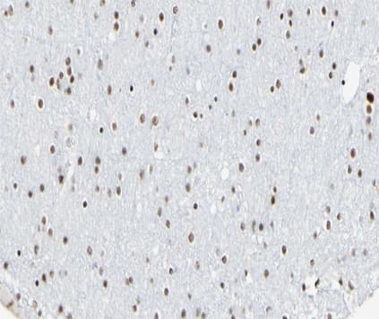 CCNL1 / Cyclin L1 Antibody