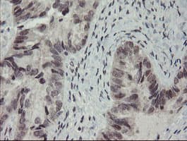 RFC2 / RFC40 Antibody (clone OTI5A1)