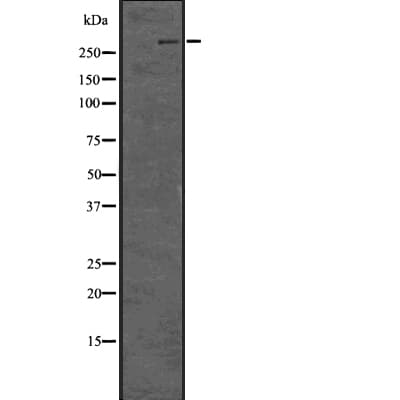 LRP2 / Megalin Antibody