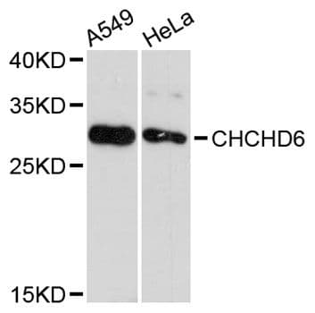 CHCHD6 Antibody