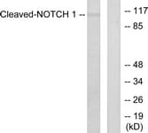 NOTCH1 Antibody (aa1735-1784)