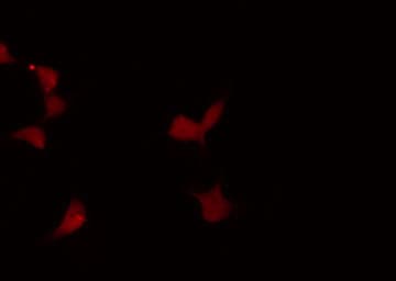 MYBL1 / A-MYB Antibody