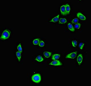PODXL / Podocalyxin Antibody (clone 4D2G7)
