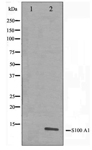 S100A1 / S100-A1 Antibody
