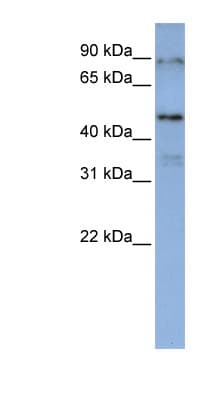 Polyclonal Rabbit anti-Human DAZAP1 Antibody (aa180-229, WB)