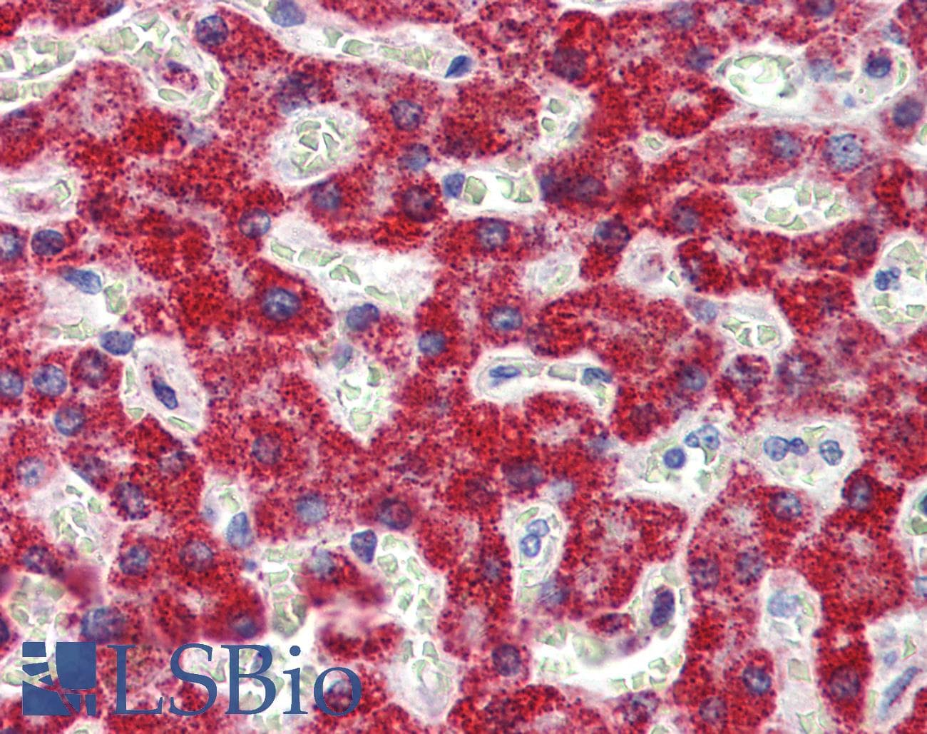 SH3BP2 Antibody (aa432-481)