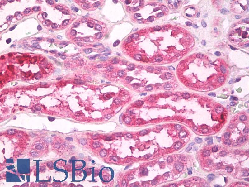 IHC-plus™ TLR4 Antibody (aa420-435)
