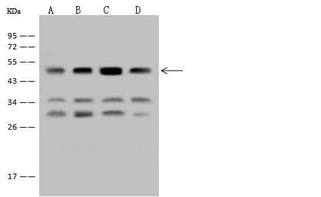 EEF1A2 Antibody