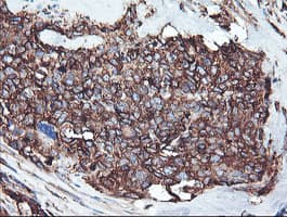 CYP2B6 Antibody (clone OTI3D5)