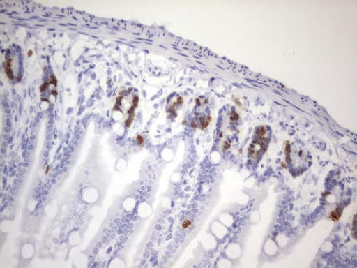 Monoclonal Rat anti-Human IdU / Iododeoxyuridine Antibody (clone 25F1, IHC)