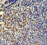 TPPP3 Antibody (aa117-146)