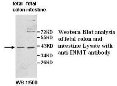 INMT Antibody (aa63-223)