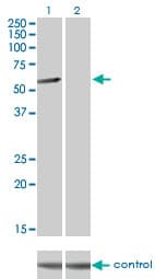 Monoclonal Mouse anti-Human CLK3 Antibody (clone 1F10, IHC, IF, WB)