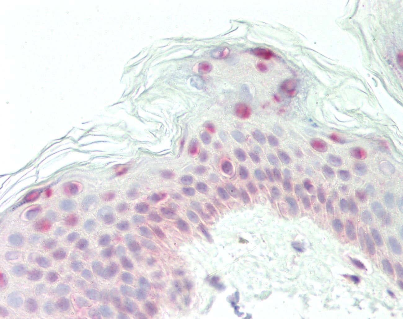 IHC-plus™ Polyclonal Rabbit anti-Human ATMIN Antibody (IHC, IF, WB)