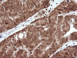 MAPK4 / ERK4 Antibody (clone OTI2D7)