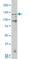 MAP4K4 Antibody (clone 4A5)