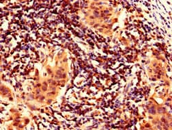 Polyclonal Rabbit anti-Human FAM171B Antibody