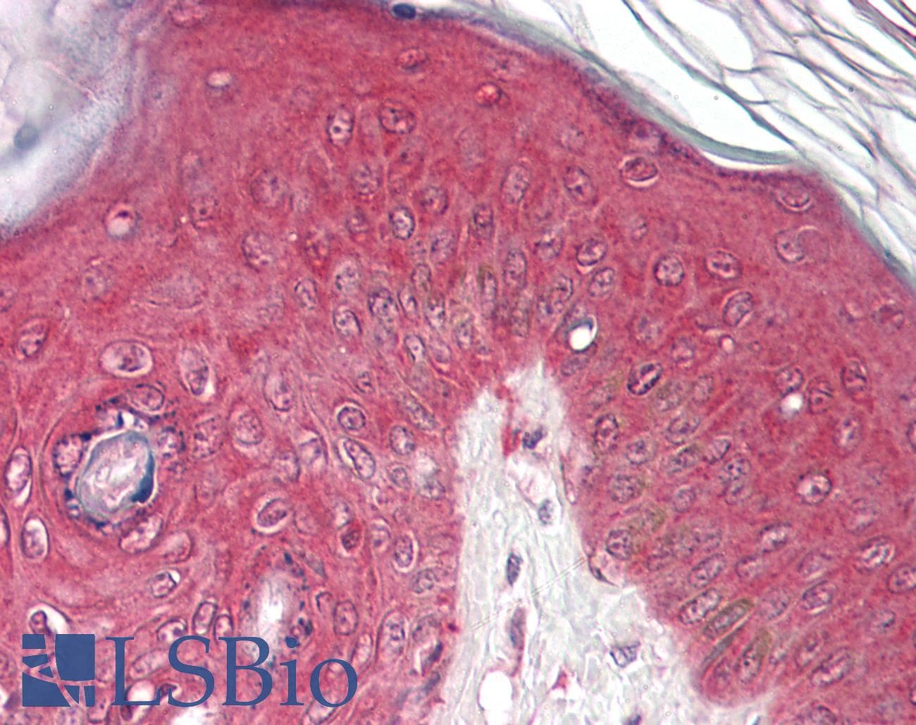 IHC-plus™ PSMB4 Antibody (aa233-243)
