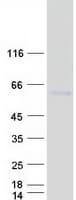 Human PRPF4 Protein (Recombinant Myc-DDK (Flag))