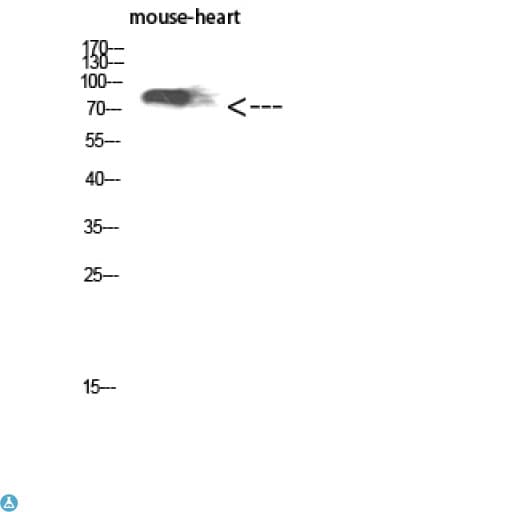 KEL / CD238 Antibody
