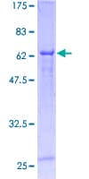 Human CNNM3 Protein (Recombinant GST)