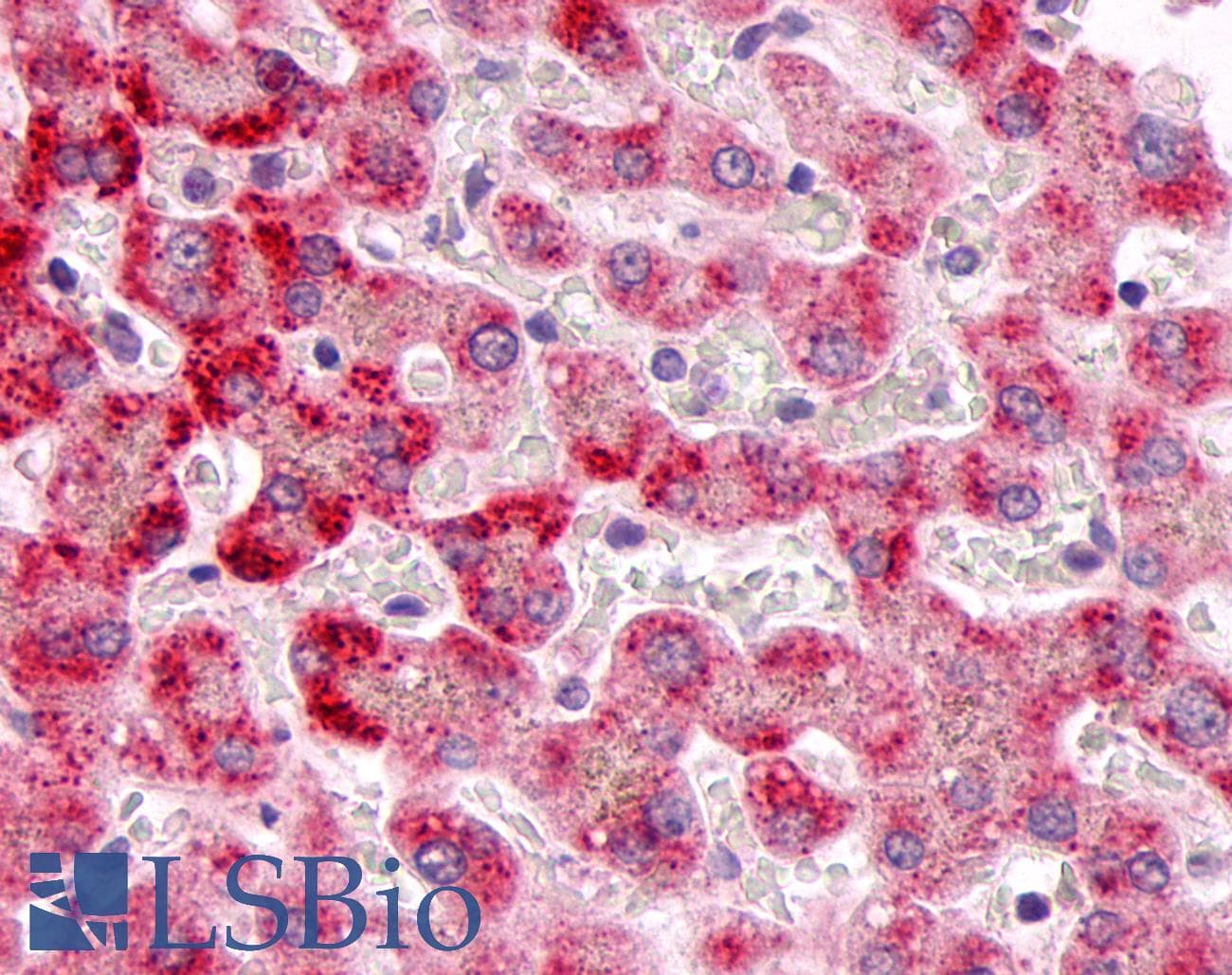 PathPlus™ DUSP26 / MKP8 Antibody (C-Terminus)