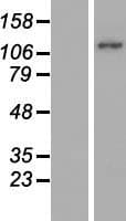 MICAL2 Protein (Over-Expression Lysate Myc-DDK (Flag))