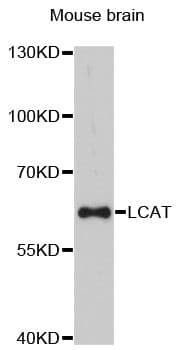 LCAT Antibody