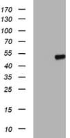 APMAP / C20orf3 Antibody (clone OTI3B3, Carrier-free)