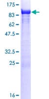 Human TXNDC3 Protein (Recombinant GST)